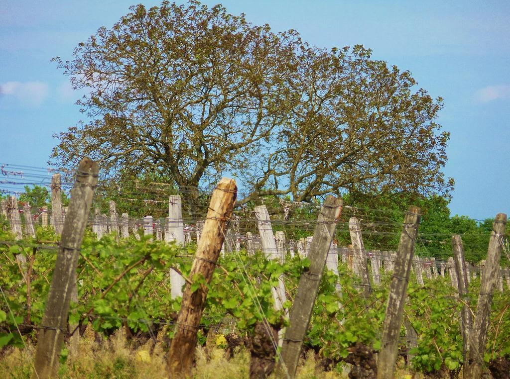 Domaine Joseph Lafarge Wine Resort Oeno-Tonneaux Experience Lugny Exterior photo